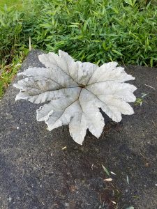 Gunnera Leaf; Concrete; 40" Dia - SOLD